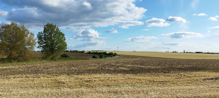 Ein Feld, grüne Bäume am Feldrand links und ein blauer Himmel mit Wölkchen