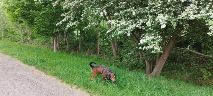 Hund beim Pinkeln unter einem weiß blühendem Baum 