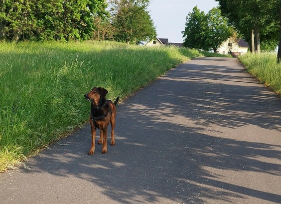 Ein schwarzbrauner mittelgroßer Hund auf Weg zu abgeschiedenem Gehöft. Links grünes Feld, rechts eine Laubbaumallee 
