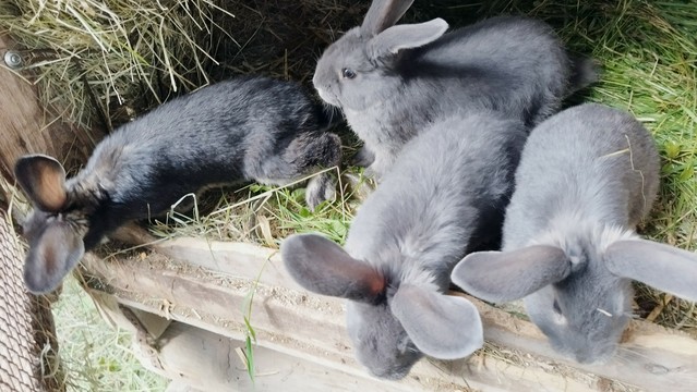 Vier graue Kaninchenbabies