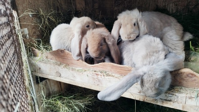 Vier Kaninchenbabies, hellgrau und hellbraun 