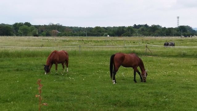 Zwei braune Pferde grasen auf der Koppel 
