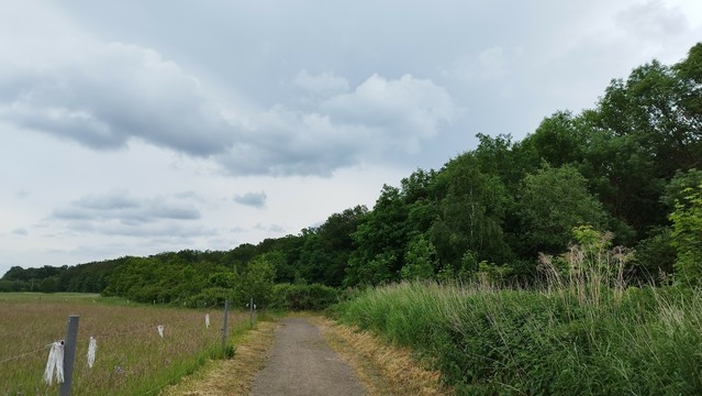 Ein verlassener Waldweg an Koppeln entlang, rechts Wald 