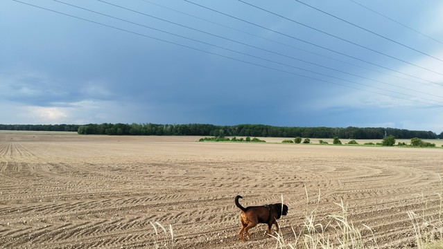 Schwarzbrauner Hund auf Feld, im Hintergrund der Waldrand, am Himmel zieht ein Gewitter vorbei 