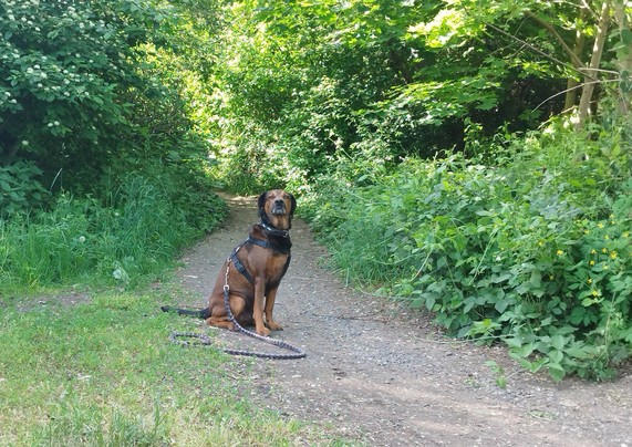 Schwarzbrauner Hund sitzt in wachsamer Pose auf Radweg, von vielen grünen Bäumen und Hecken umgeben 