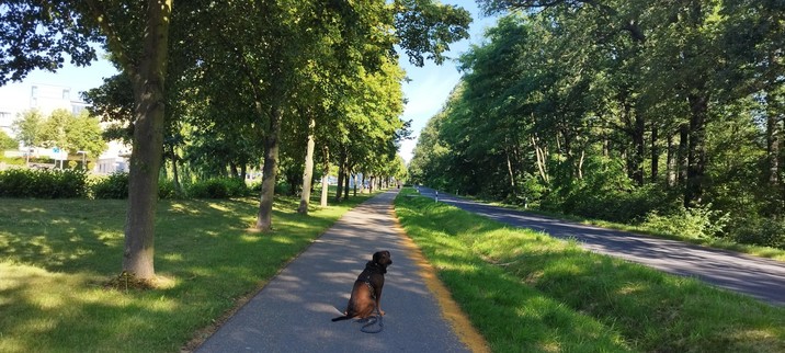 Radweg links neben der Straße, Laubbäume und Rasen an beiden Seiten, auf dem Weg ein sitzender schwarzbrauner Hund, der sich umdreht und in die Kamera schaut