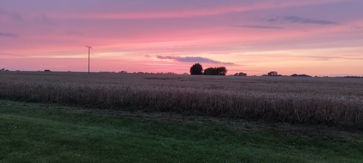 Himmel durch Sonnenuntergang in rosa und violett getaucht, ein paar Baumgruppen weit hinten, vorne Felder
