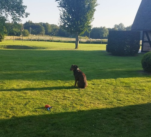 Schwarzbrauner Hund sitzt entgeistert auf großer Wiese 