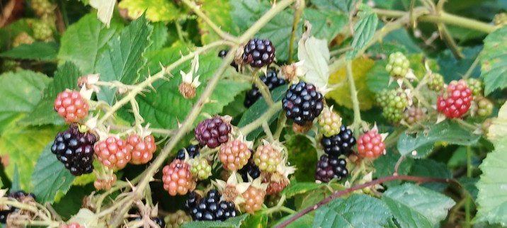 Brombeeren am Strauch 